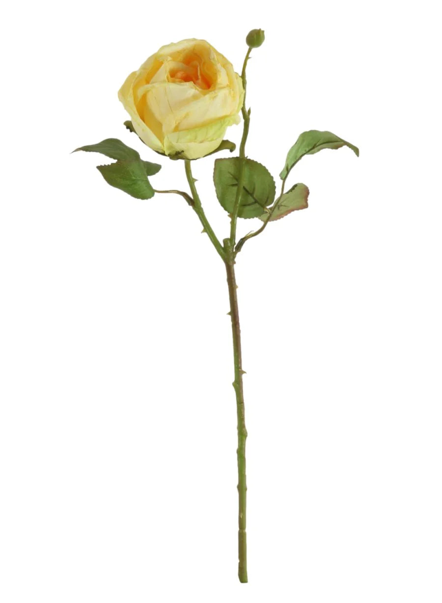 Dried Touch Single Valera Rose / Yellow