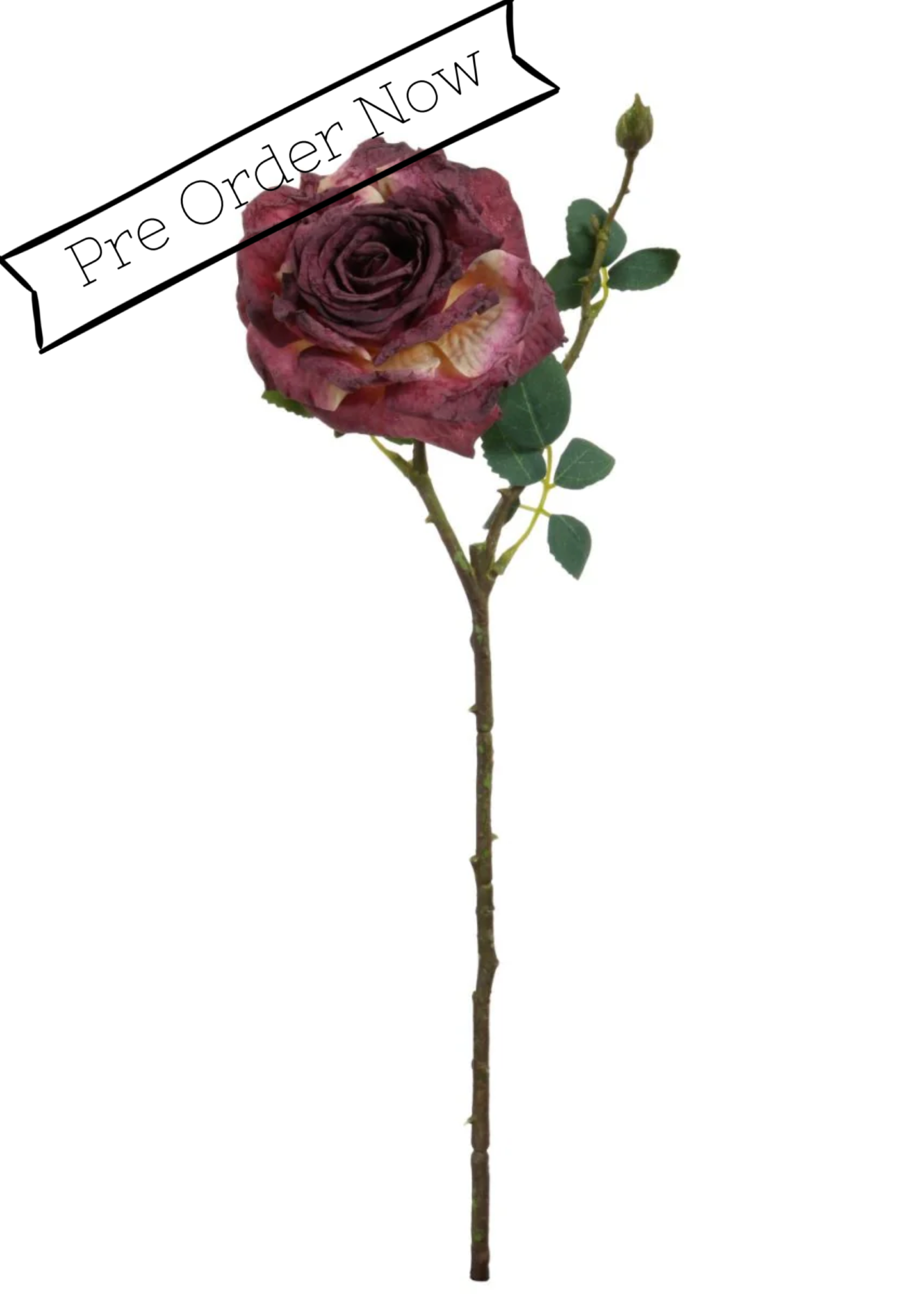 Dried Touch Marisa Rose Stem